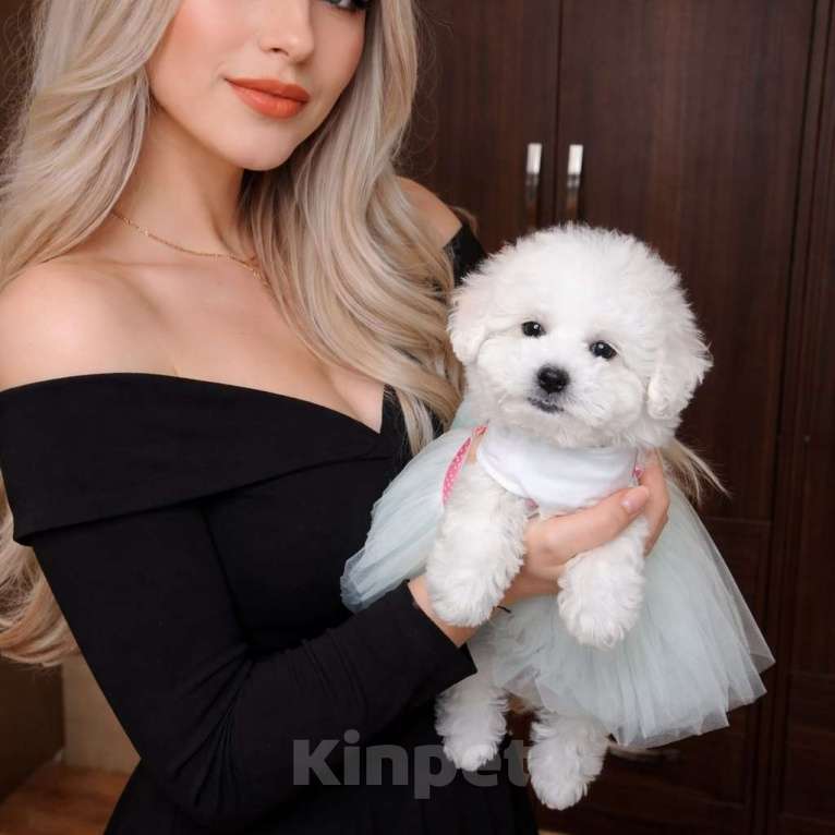 Собаки в Москве: Бишон фризе мини девочка Девочка, 80 000 руб. - фото 4