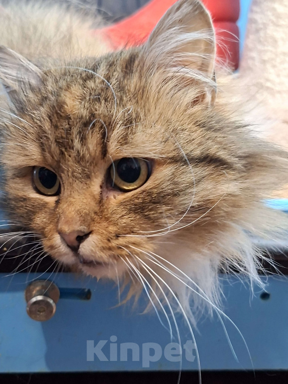 Кошки в Санкт-Петербурге: Молодая пушистая кошка. Девочка, Бесплатно - фото 1