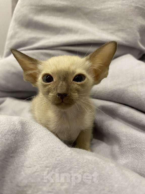 Кошки в Краснодаре: Ориентальный котенок Девочка, Бесплатно - фото 2