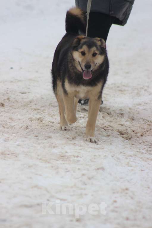 Собаки в Брянске: Мухтар Мальчик, Бесплатно - фото 2