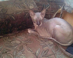 Кошки в Биробиджане: Вязка кота, 2 000 руб. - фото 1