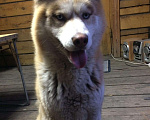 Собаки в Иркутске: Сибирский хаски для вязки, 1 руб. - фото 2