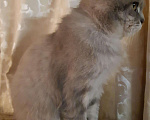 Кошки в Касимове: Вязка. Кот-чистокровный британец., 2 500 руб. - фото 6