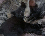 Кошки в Снежногорске: Котята в добрые руки, Бесплатно - фото 5