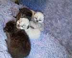 Кошки в Сальске: Шотландские котята (в Колпино), 4 500 руб. - фото 3