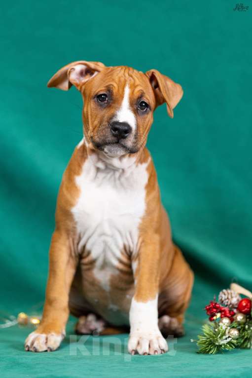 Собаки в Красногорске: Девочка 6  Девочка, 50 000 руб. - фото 2