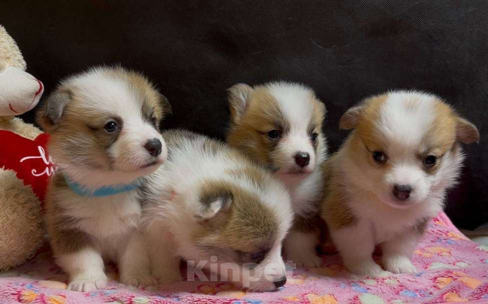 Собаки в других городах Московской области: Вельш корги пемброк чудесные девочки Девочка, 50 000 руб. - фото 3