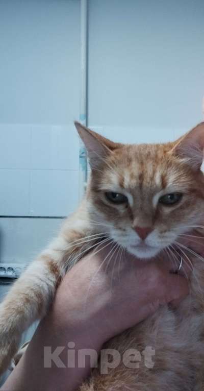 Кошки в Казани: Потерялась в районе улицы малая армавирская  Девочка, Бесплатно - фото 2