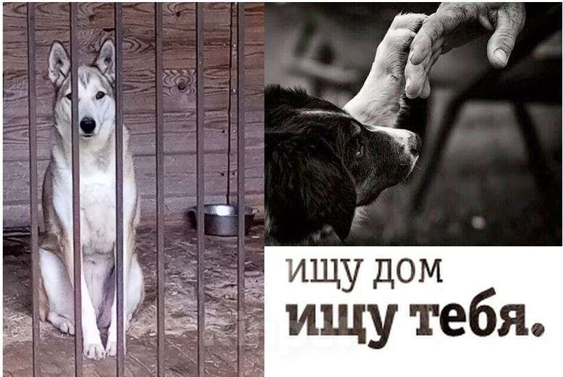 Собаки в Москве: Ищем дом Девочка, Бесплатно - фото 2