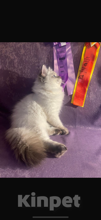 Кошки в Москве: Котенок-чемпион Девочка, 70 000 руб. - фото 4