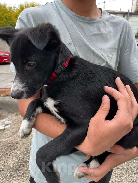 Собаки в Иркутске: Ищем хозяина Девочка, Бесплатно - фото 2