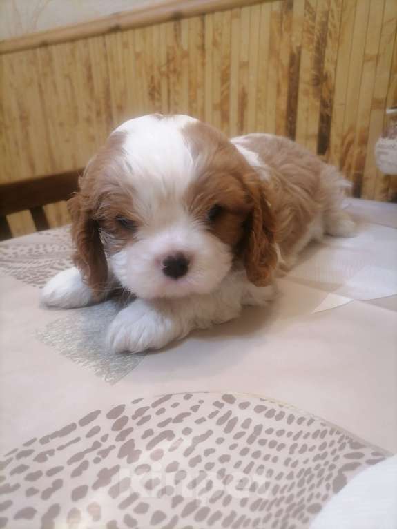 Собаки в Москве: Кавалер Кинг Чарльз детки. Разнополые, 80 000 руб. - фото 4