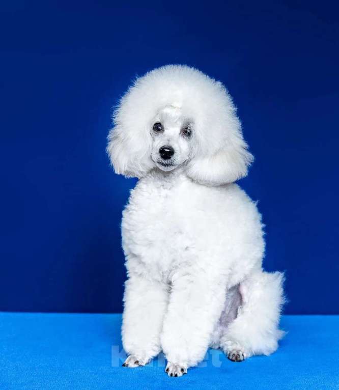 Собаки в Таганроге: Белоснежный мальчик Мальчик, 55 000 руб. - фото 1