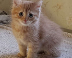 Кошки в Королеве: Котенок в добрые руки Мальчик, Бесплатно - фото 4
