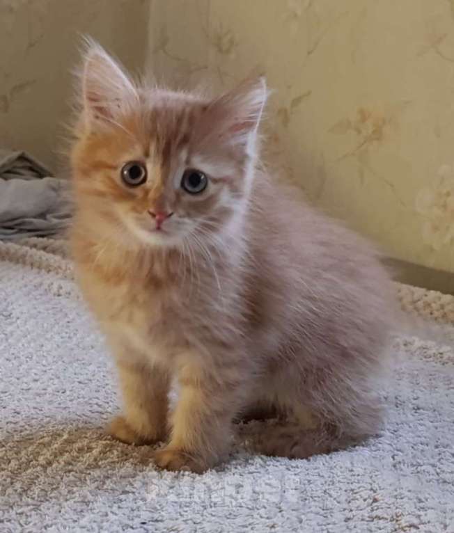 Кошки в Королеве: Котенок в добрые руки Мальчик, Бесплатно - фото 4