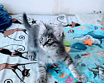 Кошки в Москве: Котёнок Дымок ищет семью! Мальчик, Бесплатно - фото 5