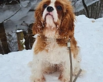 Собаки в Зеленоградске: Шикарные щенки Кавалер Кинг Чарльз спаниель  Мальчик, 55 000 руб. - фото 2