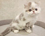 Кошки в Ярославле: Шотландская длинношерстная девочка Девочка, 35 000 руб. - фото 7