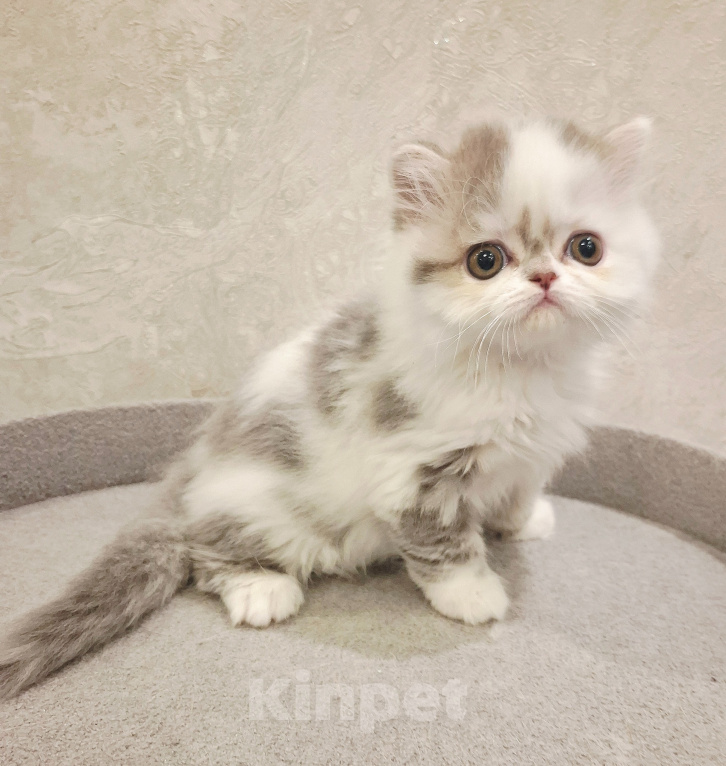 Кошки в Ярославле: Шотландская длинношерстная девочка Девочка, 35 000 руб. - фото 7