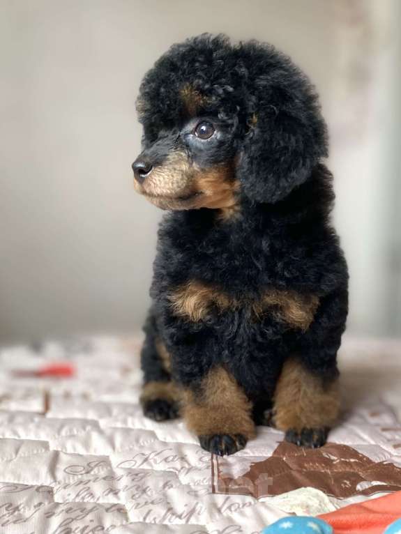 Собаки в Москве: Щенки пуделя Фантом Мальчик, Бесплатно - фото 3