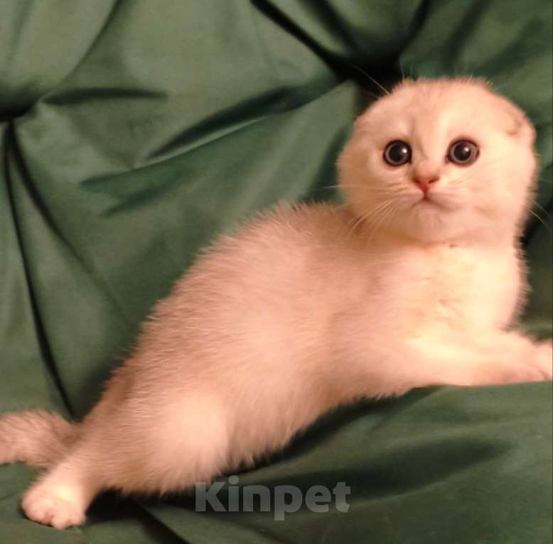 Кошки в Москве: Скотишь фолд ( шотладский вислоухий) шикарный породный Юный джентльмен ждёт своих хозяев Мальчик, Бесплатно - фото 2