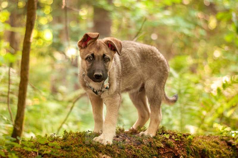 Собаки в Москве: Щенок овчарки зонарного окраса Орфей в добрые руки Мальчик, 1 руб. - фото 4