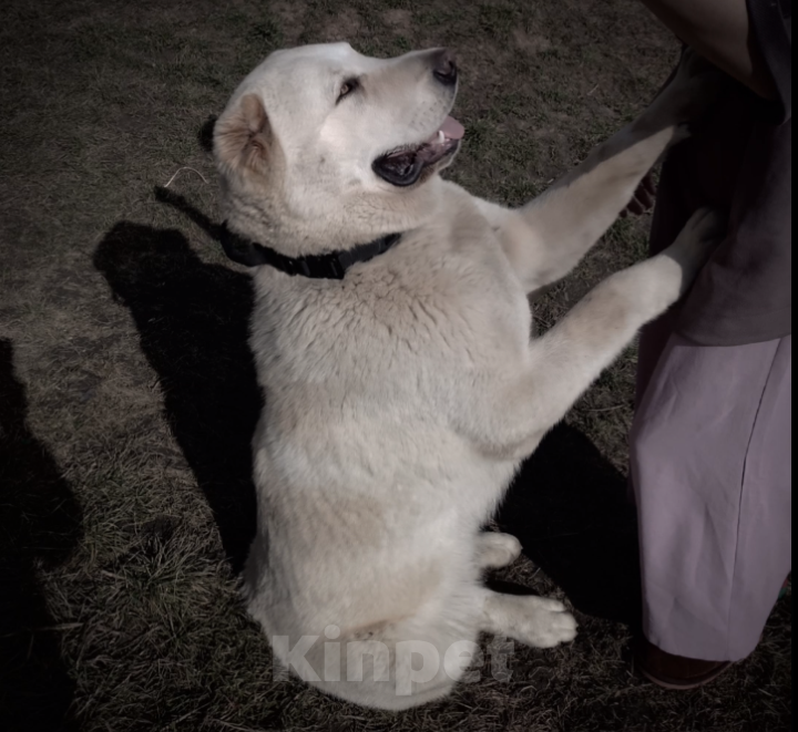 Собаки в других городах Краснодарского края: Алабай (САО) Мальчик, Бесплатно - фото 10