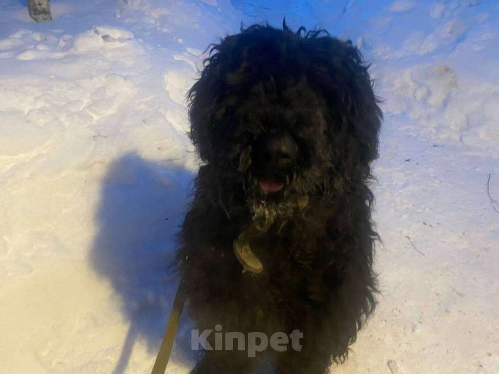 Собаки в Москве: Русский черный терьер в добрые руки Девочка, Бесплатно - фото 7