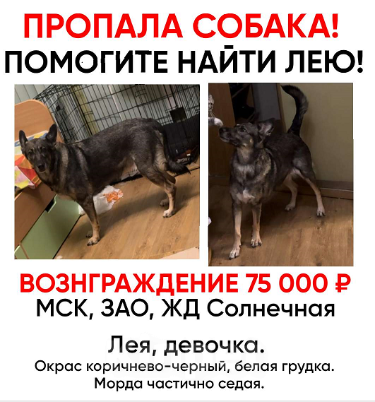 Собаки в Москве: Помогите найти Лею Девочка, 75 000 руб. - фото 4