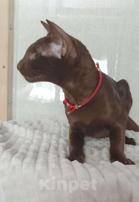 Кошки в Новосибирске: Подросток в разведение  Девочка, Бесплатно - фото 2