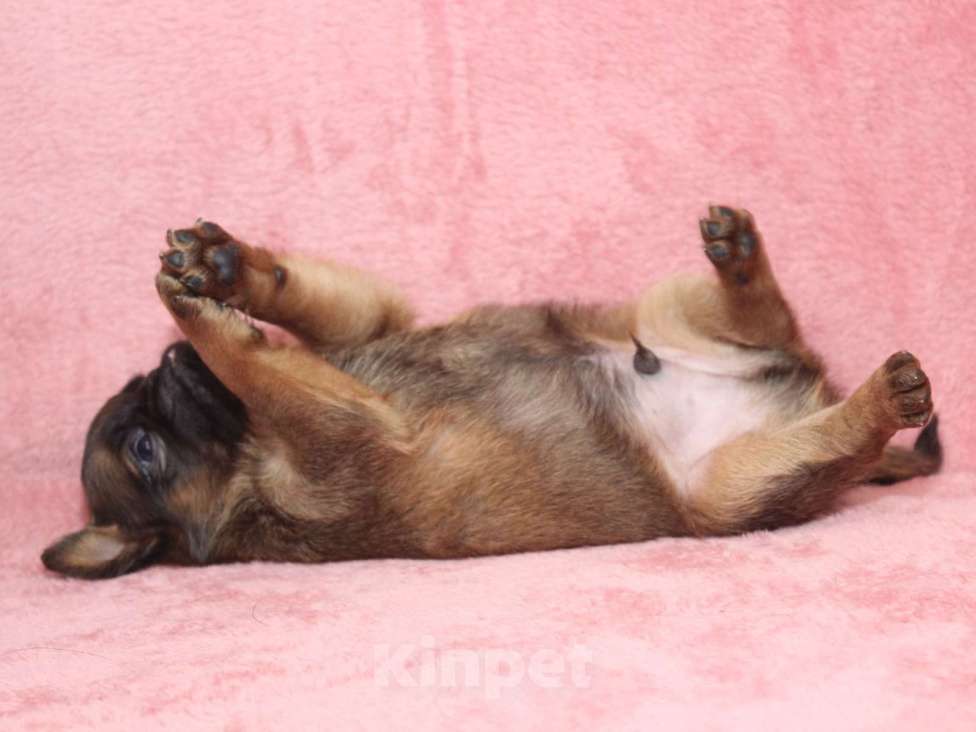 Собаки в Санкт-Петербурге: Щенок пти брабансона  Мальчик, 80 000 руб. - фото 8