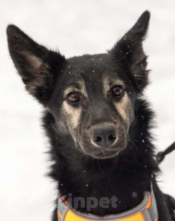 Собаки в Москве: Ищем дом для Гросса Мальчик, Бесплатно - фото 1