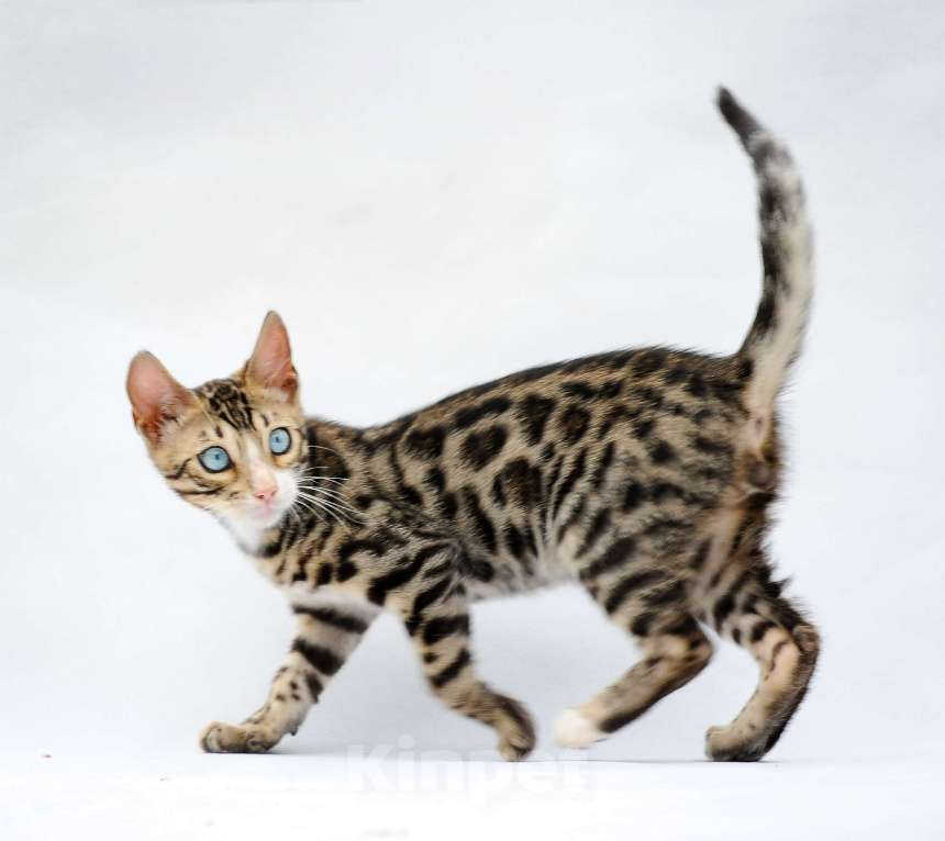 Кошки в Москве: Бенгальский котеное reex Мальчик, 80 000 руб. - фото 2