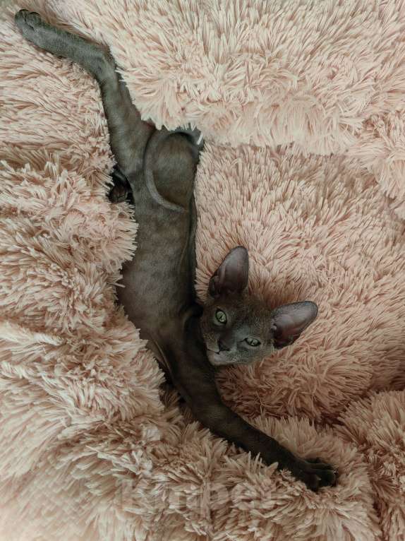 Кошки в Смоленске: Бархатный котенок Мальчик, 35 000 руб. - фото 3