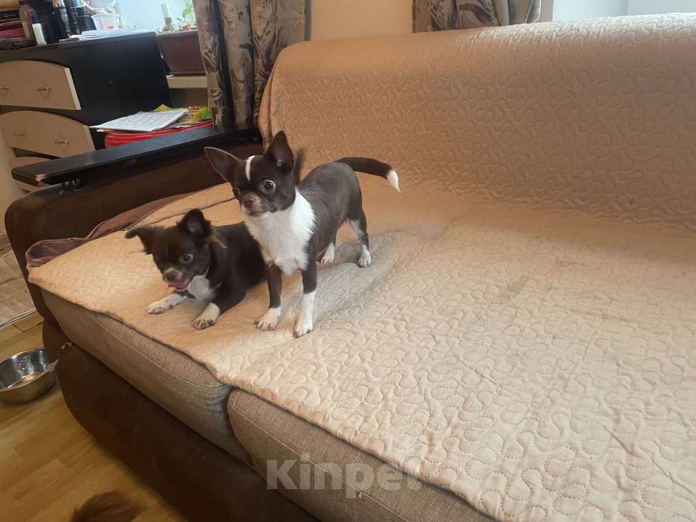 Собаки в Санкт-Петербурге: Щенок чихуа Девочка, 80 000 руб. - фото 8