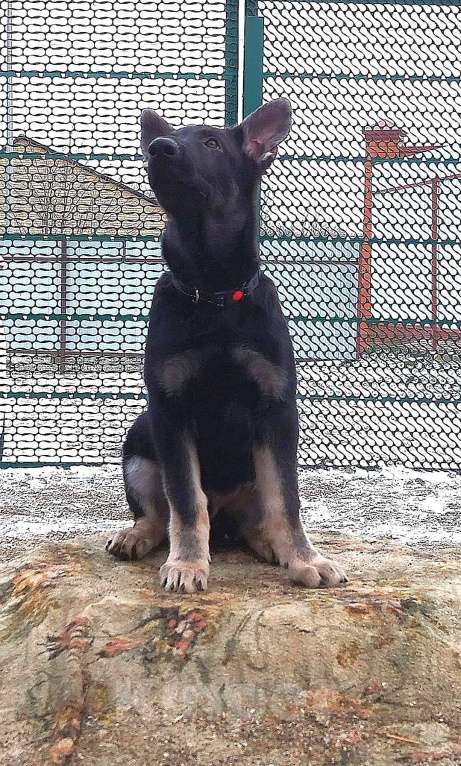 Собаки в других городах Краснодарского края: Щенок Восточноевропейской овчарки Девочка, 50 000 руб. - фото 4