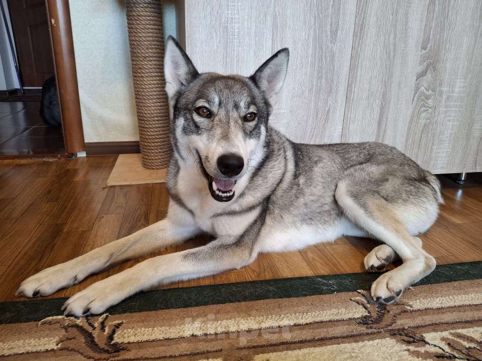 Собаки в Мытищах: Нежная лайка ищет любящих хозяев Девочка, Бесплатно - фото 2