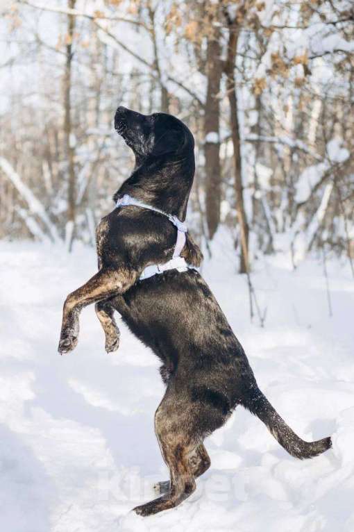 Собаки в Москве: Мунрей ищет дом Мальчик, Бесплатно - фото 2