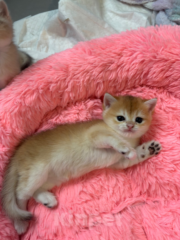 Кошки в Тюмени: Котёнок золотая шиншилла Девочка, 40 000 руб. - фото 4