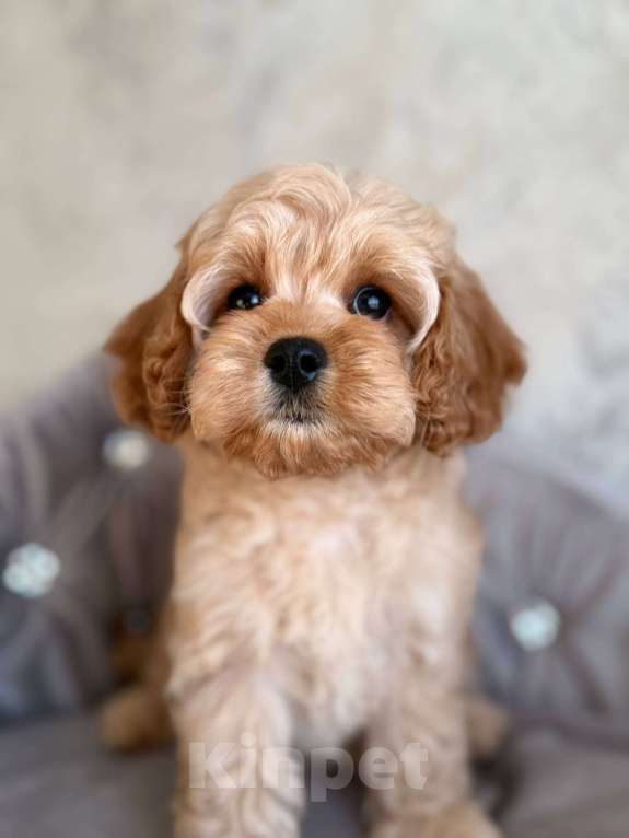 Собаки в Москве: Кавапу щенок Девочка, 120 000 руб. - фото 1