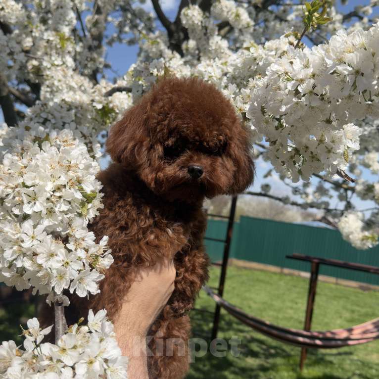 Собаки в Геленджике: Той пудель Девочка, 320 000 руб. - фото 3