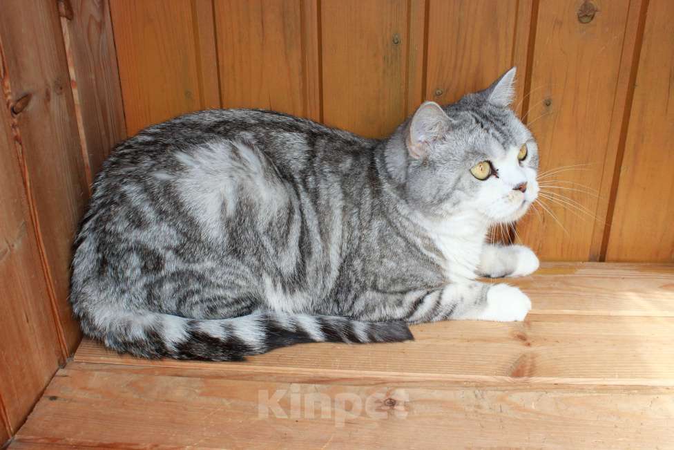 Кошки в Санкт-Петербурге: Мрамор на серебре шикарная красавица Девочка, 1 000 руб. - фото 9