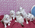 Кошки в Москве: Малышки Ragdoll Девочка, 35 000 руб. - фото 2