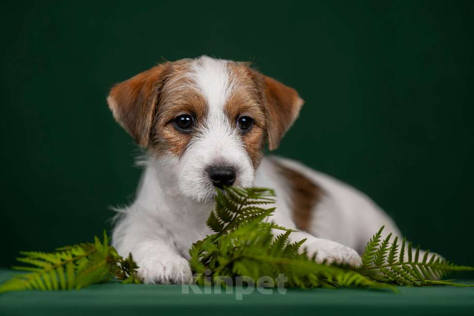 Собаки в Перми: Щенки Джек Рассел терьера Мальчик, 45 000 руб. - фото 6