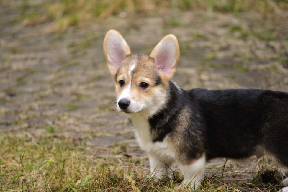 Собаки в Санкт-Петербурге: Малыш ищет любящих мампап Мальчик, 45 000 руб. - фото 6