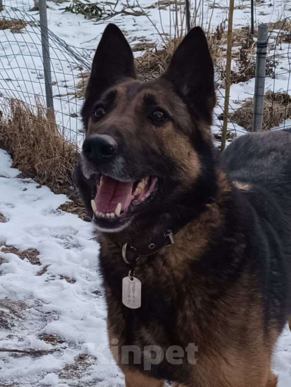 Собаки в Москве: Статный пёс Барди в поисках семьи Мальчик, Бесплатно - фото 1