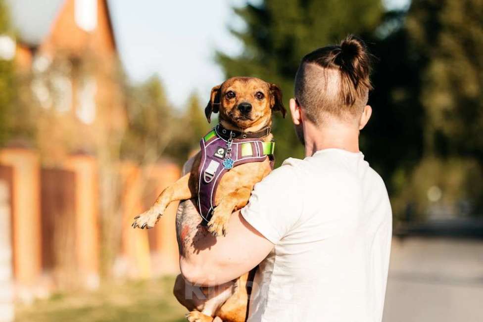 Собаки в Москве: Метис чихуахуа Чарлик в добрые руки Мальчик, 1 руб. - фото 3