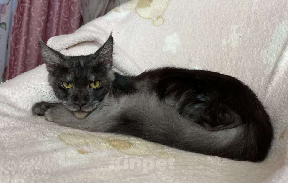 Кошки в Дмитрове: Черная дымчатая девочка мейн кун Marfa Девочка, 10 000 руб. - фото 4