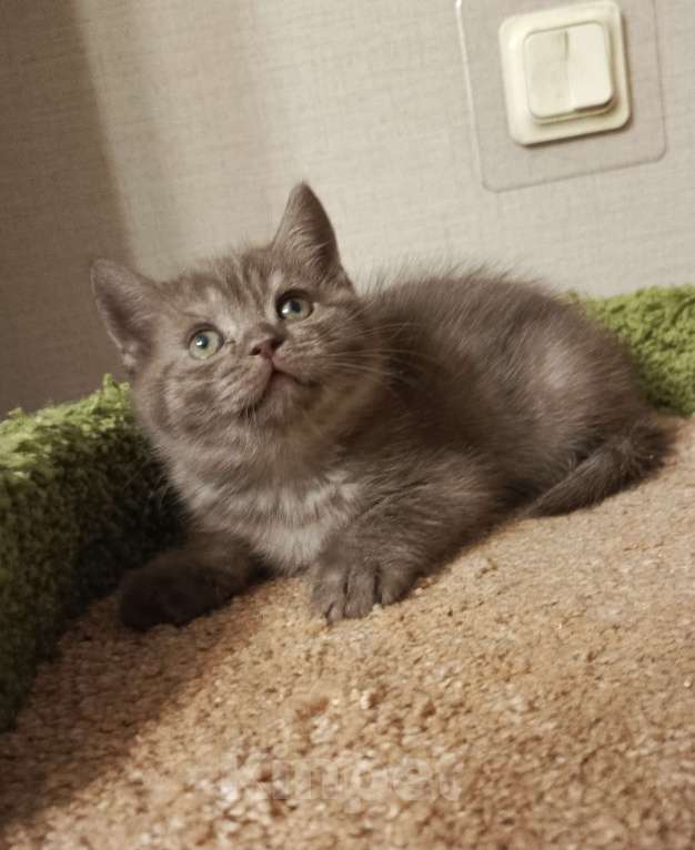 Кошки в Всеволожске: Шикарный малышок окрас шоколад Мальчик, 20 000 руб. - фото 3