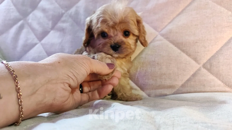 Собаки в Москве: Мальтипу от питомника Psinamade Мальчик, 65 000 руб. - фото 2